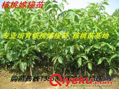供應山東核桃樹 8518核桃樹苗 薄克核桃樹苗 早實核桃樹苗批發原始圖片3