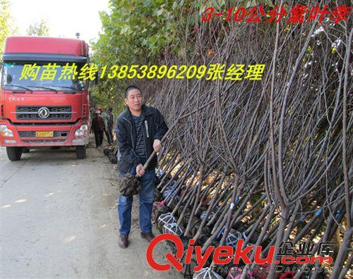 基地特賣桃樹 占地桃樹 山東桃樹基地 山東泰安桃樹價格{zd1}原始圖片2