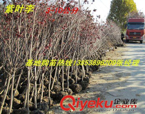基地特賣桃樹 占地桃樹 山東桃樹基地 山東泰安桃樹價格{zd1}原始圖片3