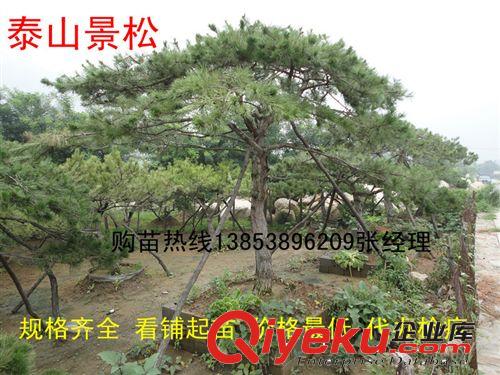 【基地熱賣】低價3公分大櫻桃樹3公分核桃樹3公分板栗樹基地批發(fā)