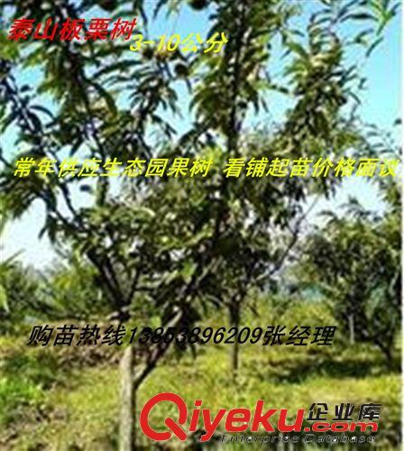 大量直銷大櫻桃苗#山東大櫻桃苗基地&大櫻桃苗批發#大櫻桃苗價格