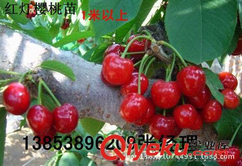 大量直銷大櫻桃苗#山東大櫻桃苗基地&大櫻桃苗批發#大櫻桃苗價格