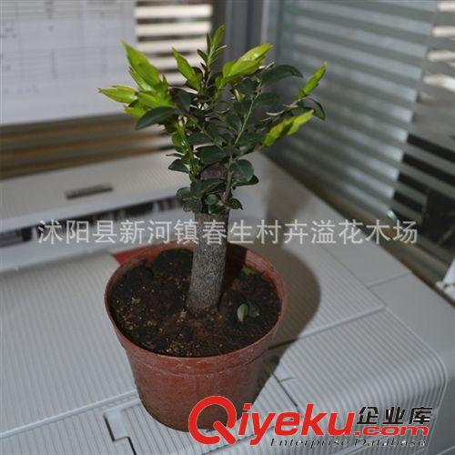 印度小葉紫檀樹(shù)苗 印度紫檀苗 紫檀盆景 名貴苗木