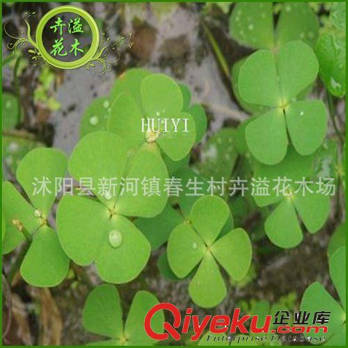 盆栽優惠價 室內gd觀葉植物 金錢樹小盆栽 凈化空氣 觀賞植物