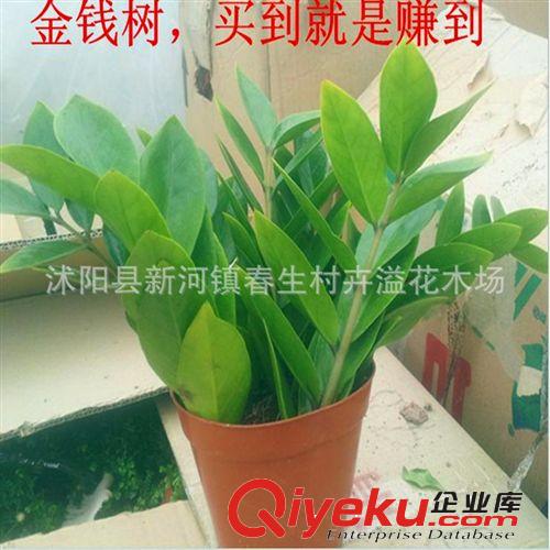 長期供應 綠蘿吊蘭盆景 落葉性綠蘿盆景盆栽