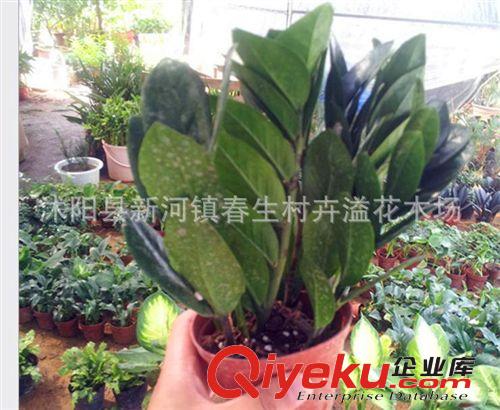 盆栽優惠價 室內gd觀葉植物 金錢樹小盆栽 凈化空氣 觀賞植物原始圖片3