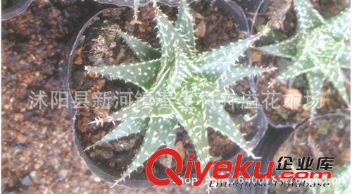 批發(fā)供應(yīng) 室內(nèi)迷你盆栽植物 不夜城美容護膚蘆薈原始圖片3