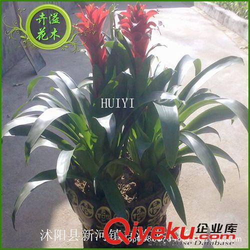 供應(yīng)gd盆栽花卉 金錢樹 象征榮華富貴 財源滾滾