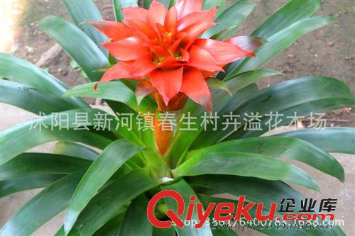 供應觀花盆栽鳳梨 紅星花卉鴻運當頭 年宵花卉批發原始圖片3