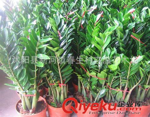 供應(yīng)gd盆栽花卉 金錢樹 象征榮華富貴 財源滾滾原始圖片2