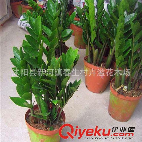 供應(yīng)gd盆栽花卉 金錢樹 象征榮華富貴 財源滾滾原始圖片3