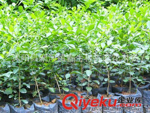 批發供應室內盆栽植物 九里香 小盆景 香氣怡人 迷你花卉原始圖片3