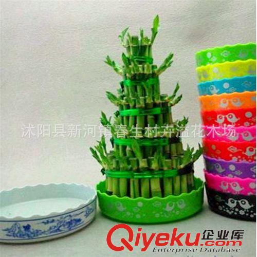 批發(fā)供應(yīng)盆景發(fā)財(cái)樹 小發(fā)財(cái)樹 興旺植物 四季常青 象征財(cái)源滾滾