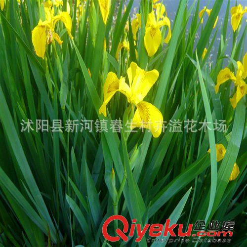 廠家供應 水生水培植物鳶尾 可盆栽水生植物原始圖片3