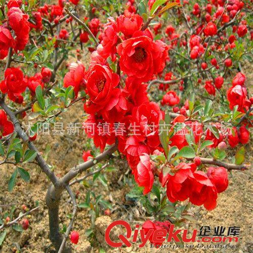 長(zhǎng)期供應(yīng) 大紅花海棠灌木 四季海棠灌木 可盆栽原始圖片2