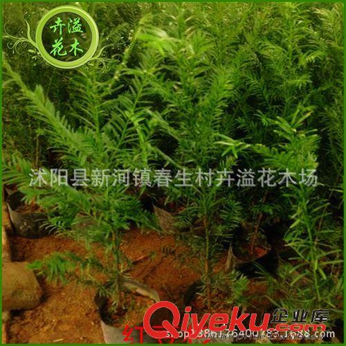 長(zhǎng)期供應(yīng) 大紅花海棠灌木 四季海棠灌木 可盆栽