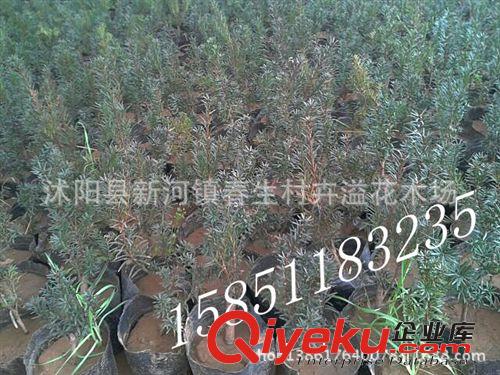 供應 zz南方紅豆杉樹苗盆景 健康樹苗紅豆杉盆景 易養活原始圖片2