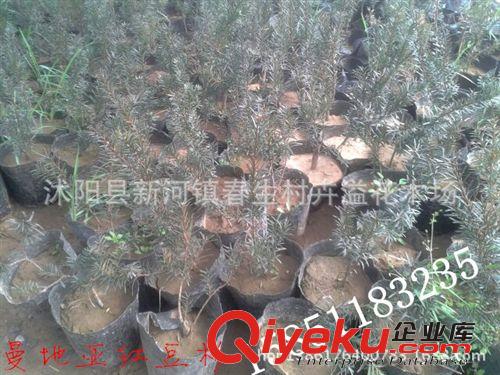 供應 zz南方紅豆杉樹苗盆景 健康樹苗紅豆杉盆景 易養活原始圖片3
