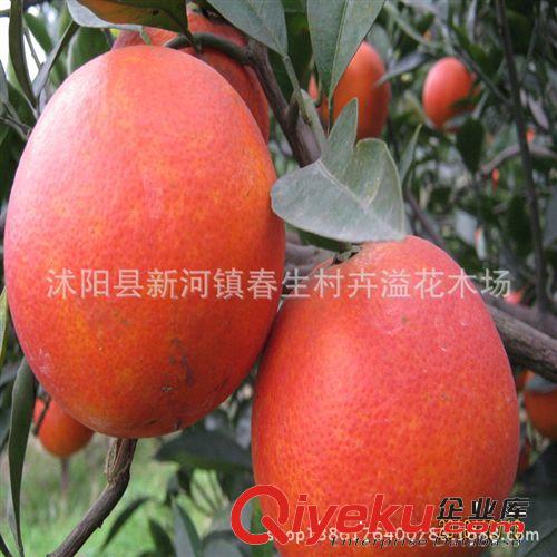 黑金剛小盆栽 橡皮樹盆栽 黑金剛小苗 辦公綠植 陽臺花卉