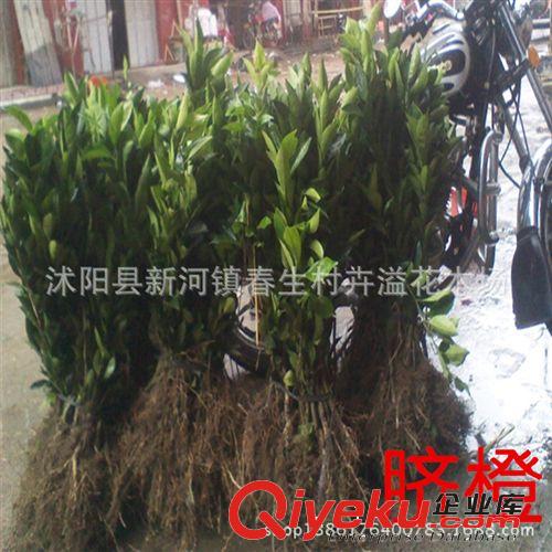 批發橙子果樹苗 嫁接苗 紅肉臍橙 無核金錢蜜橙 鮮甜可口原始圖片2