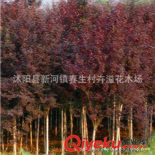 批發橙子果樹苗 嫁接苗 紅肉臍橙 無核金錢蜜橙 鮮甜可口