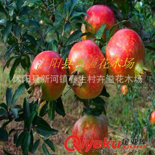 果樹園直銷桑葚苗 果樹苗 補肝益腎 桑葚樹苗 果桑苗 果樹苗木