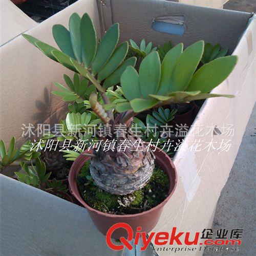 供應優質黑棗苗 zyjl 苗木壯