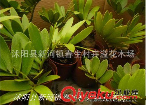 批發(fā)室內(nèi)盆栽gd花卉 墨西哥鐵樹 巴西鐵樹 凈化空氣