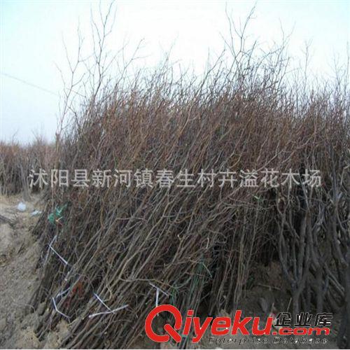 苗圃直銷銀杏樹苗 長(zhǎng)壽樹種 白果樹苗 庭院園林綠化樹木1米高以上