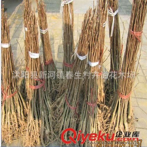 檜柏 塔柏 蜀檜小苗 綠化工程苗木批發(fā)