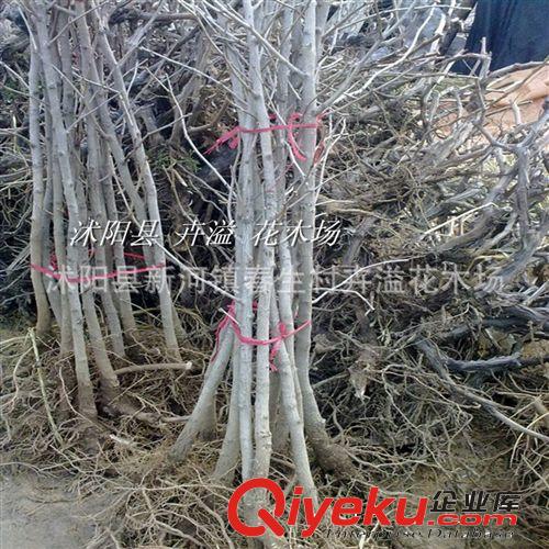 苗圃直銷銀杏樹苗 長(zhǎng)壽樹種 白果樹苗 庭院園林綠化樹木1米高以上原始圖片2