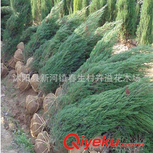 檜柏 塔柏 蜀檜小苗 綠化工程苗木批發(fā)
