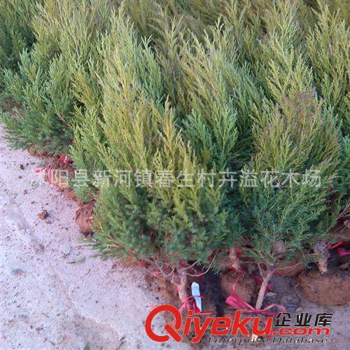 檜柏 塔柏 蜀檜小苗 綠化工程苗木批發(fā)原始圖片2