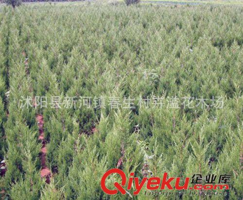 檜柏 塔柏 蜀檜小苗 綠化工程苗木批發(fā)原始圖片3