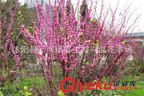 批發綠化苗木 庭院植物紫荊苗 叢生紫荊 基地直銷 規格齊全原始圖片2