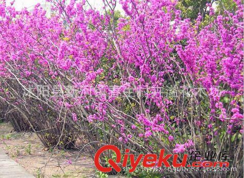 批發綠化苗木 庭院植物紫荊苗 叢生紫荊 基地直銷 規格齊全原始圖片3