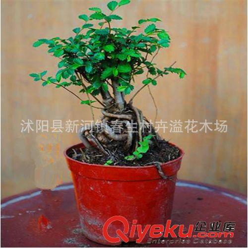 批發綠化苗木 庭院植物紫荊苗 叢生紫荊 基地直銷 規格齊全