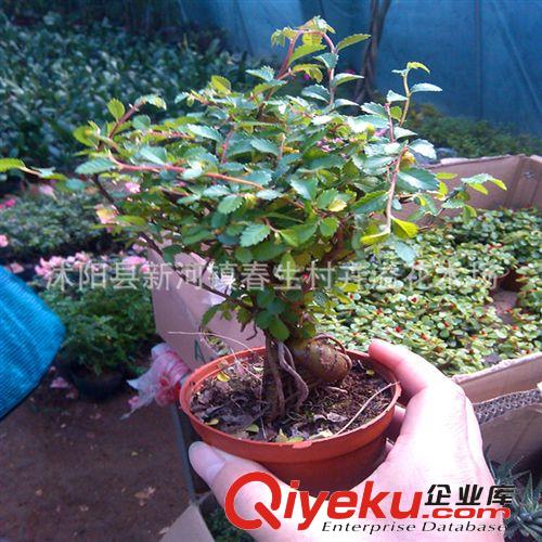 微型觀根榆樹盆栽 迷你小葉榆盆景 掌上袖珍盆景原始圖片2