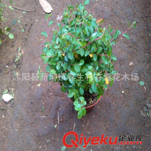 微型觀根榆樹盆栽 迷你小葉榆盆景 掌上袖珍盆景原始圖片3