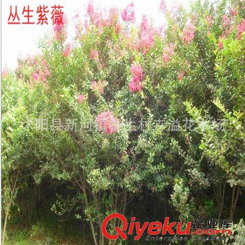 微型觀根榆樹盆栽 迷你小葉榆盆景 掌上袖珍盆景