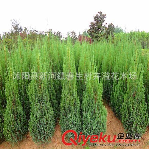 廠家批發(fā) 紅楓樹(shù)苗喬木 行道綠化苗木變?nèi)~喬木