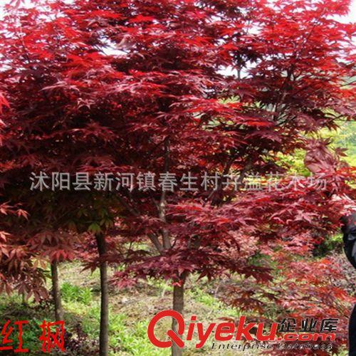 廠家批發(fā) 紅楓樹(shù)苗喬木 行道綠化苗木變?nèi)~喬木