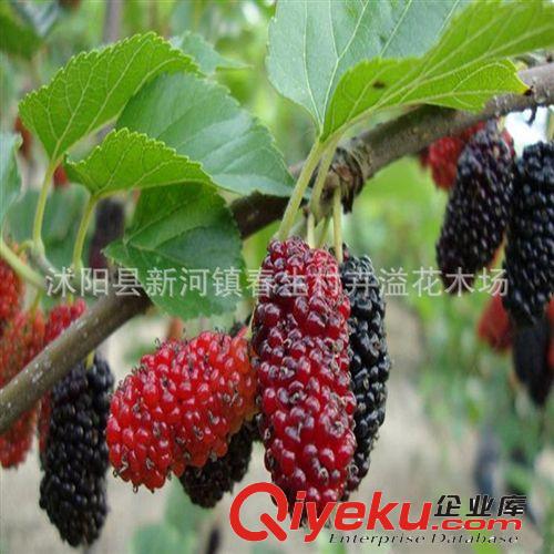 盆栽菊花 菊花苗 四季菊花 菊花小苗 當年開花 多個品種泡茶