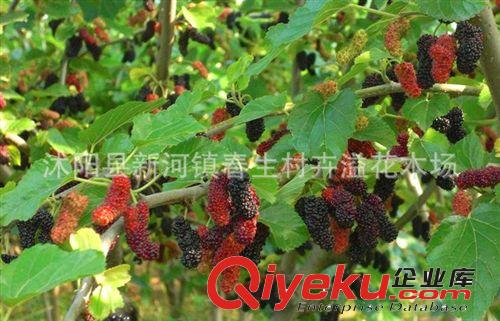 果樹園直銷桑葚苗 果樹苗 補肝益腎 桑葚樹苗 果桑苗 果樹苗木原始圖片3