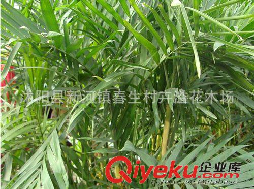 大型盆栽散尾葵 夏威夷椰子 室內gd植物 凈化空氣
