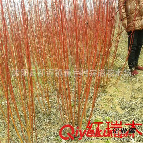 廠家批發 紅葉灌木紅瑞木 園林綠化植物紅瑞木