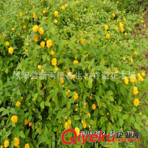 專業銷售 工程綠化棣棠苗灌木 各種綠化灌木