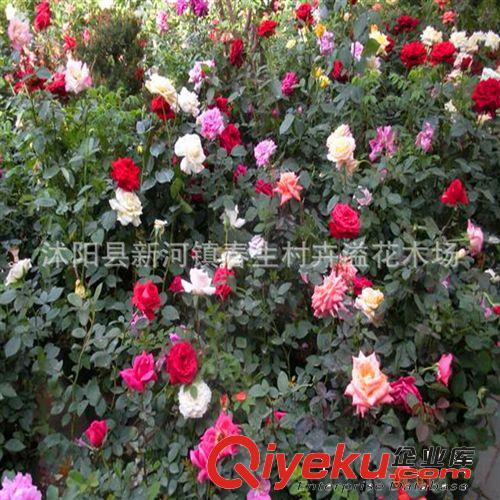 批量供應(yīng) 品種月季樹灌木 多色彩園林綠化月季樹灌木