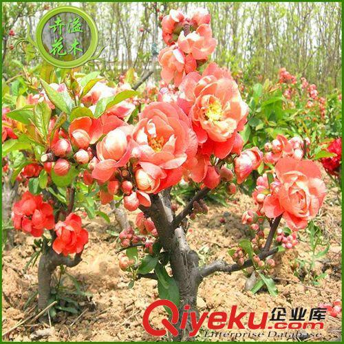 長期供應(yīng) 貼梗海棠灌木 綠化紅花海棠灌木 誠信出售