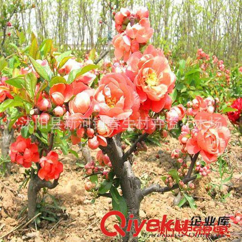 長期供應(yīng) 貼梗海棠灌木 綠化紅花海棠灌木 誠信出售